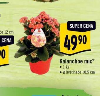 Kalanchoe mix