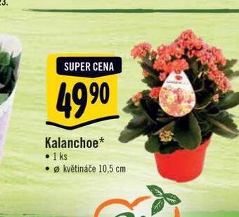 Albert Kalanchoe nabídka