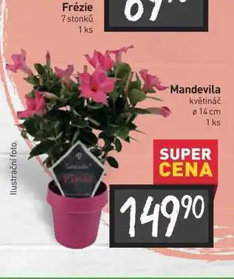 Billa Mandevila květináč ø 14 cm 1 ks nabídka