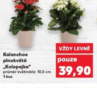 Kaufland Kalanchoe plnokvětá „Kolopejka" nabídka