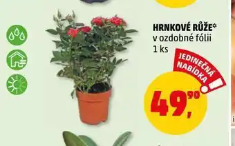 Penny Market Hrnková růže nabídka