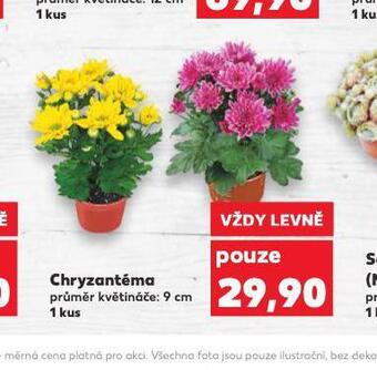 Kaufland Chryzantéma nabídka