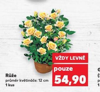 Kaufland Růže nabídka
