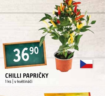 Terno CHILLI PAPRIČKY nabídka