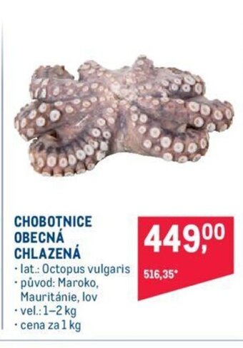Makro CHOBOTNICE OBECNÁ CHLAZENÁ nabídka