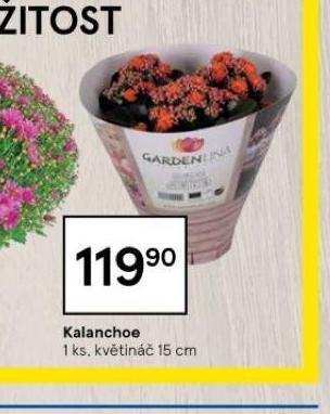 Tesco Kalanchoe nabídka