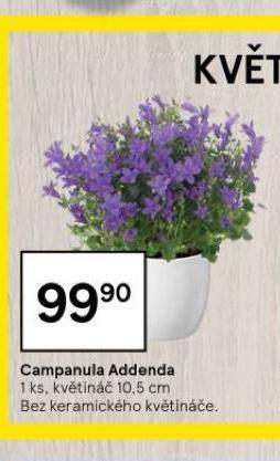 Campanula addenda