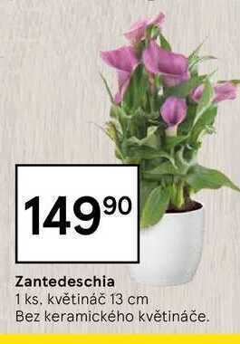 Tesco Zantedeschia 1 ks nabídka