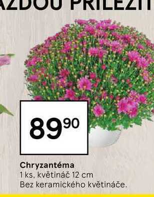 Tesco Chryzantéma 1 ks nabídka