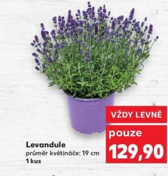 Kaufland Levandule nabídka