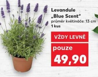 Kaufland Levandule ,,Blue Scent" nabídka