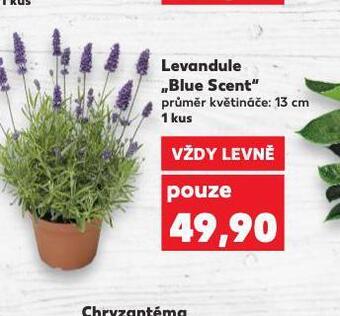 Kaufland Levandule nabídka