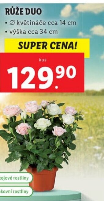 Lidl RŮŽE DUO nabídka