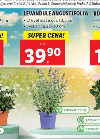 Lidl Levandule angustifolia nabídka