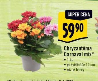 Albert Chryzantéma nabídka
