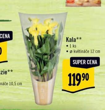 Albert Kala nabídka