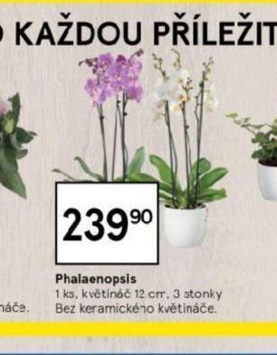 Tesco Orchidea - phalaenopsis nabídka