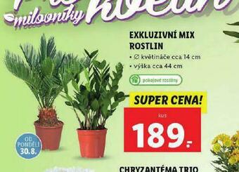 Lidl Exkluzivní mix rostlin nabídka