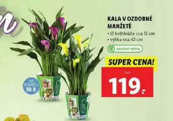 Lidl Kala v ozdobné manžetě nabídka