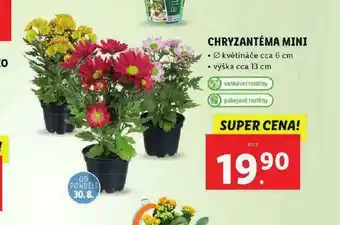 Lidl Chryzantéma mini nabídka