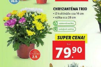 Lidl Chryzantéma trio nabídka
