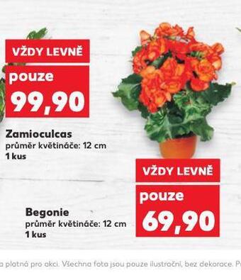 Kaufland Begonie nabídka