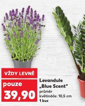 Kaufland Levandule nabídka