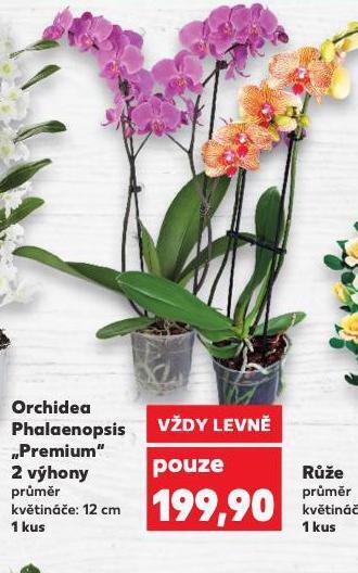Kaufland Orchidea - phalaenopsis nabídka