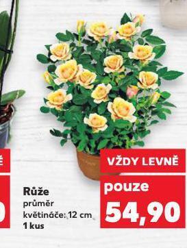 Kaufland Růže nabídka