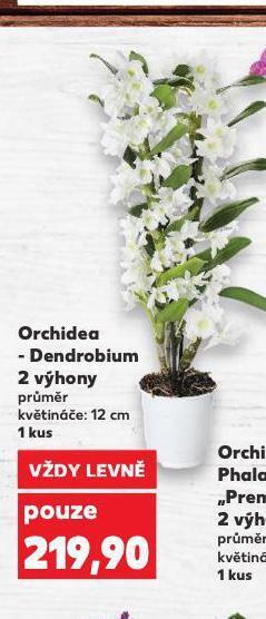 Kaufland Orchidea - dendrobium nabídka