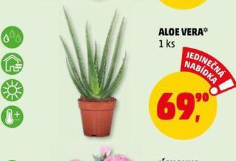 Penny Market Aloe vera nabídka