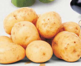 Jip Brambory Grenaille nabídka