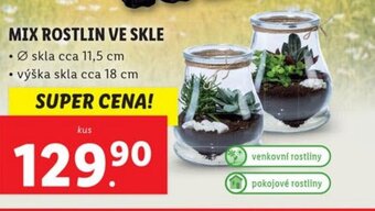 Lidl MIX ROSTLIN VE SKLE nabídka