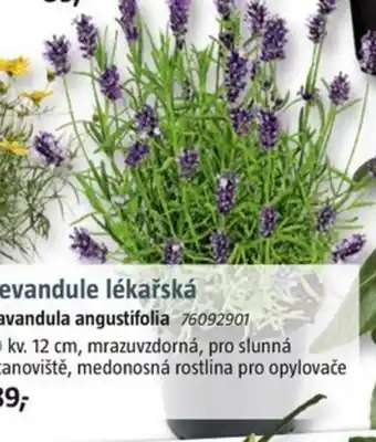 Bauhaus Levandule lékařská nabídka
