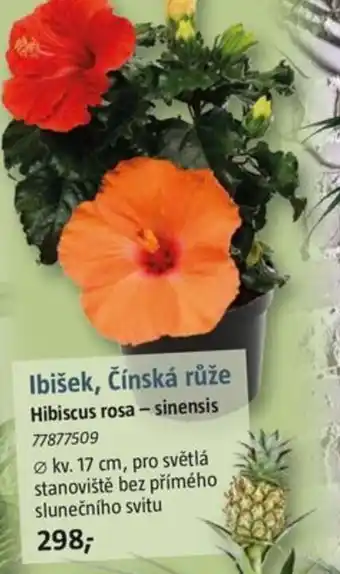 Bauhaus Ibišek, Čínská růže Hibiscus rosa-sinensis 77877509 nabídka