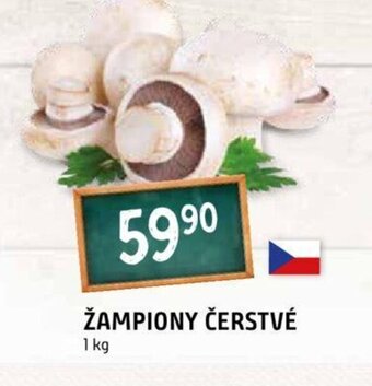 Terno ŽAMPIONY ČERSTVÉ nabídka