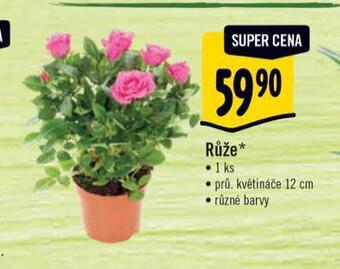 Albert Růže nabídka