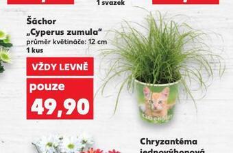Kaufland Šáchor cyperus zumula nabídka