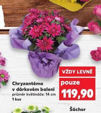 Kaufland Chryzantéma v dárkovém balení nabídka