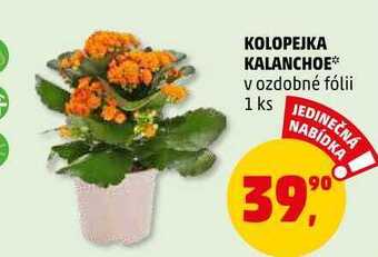 Penny Market Kolopejka kalanchoe, 1 ks nabídka