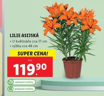 Lidl Lilie asijská nabídka