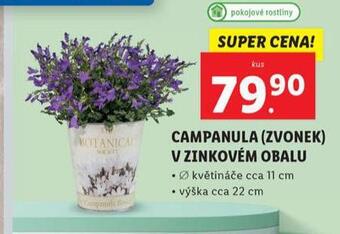 Lidl Campanula nabídka