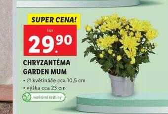 Lidl Chryzantéma nabídka