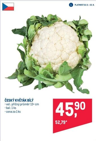 Makro ČESKÝ KVĚTÁK BÍLÝ nabídka