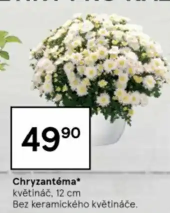 Chryzantéma