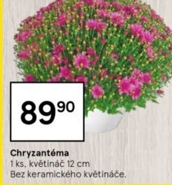 Tesco Chryzantéma nabídka