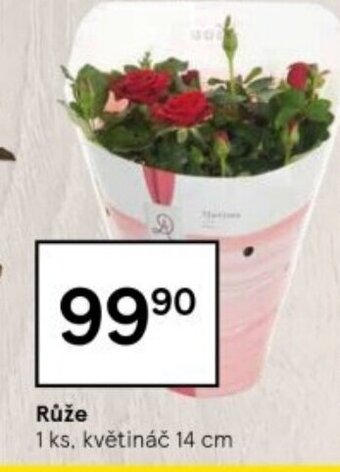 Tesco Růže nabídka