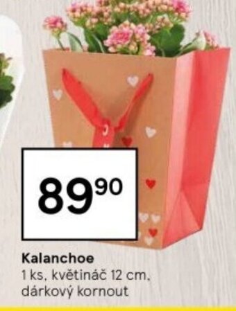 Tesco Kalanchoe nabídka