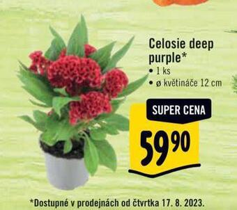 Celosie deep purple