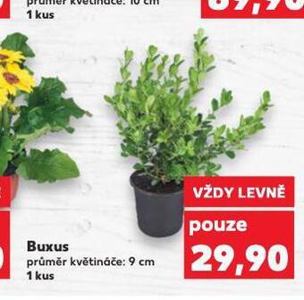 Buxus